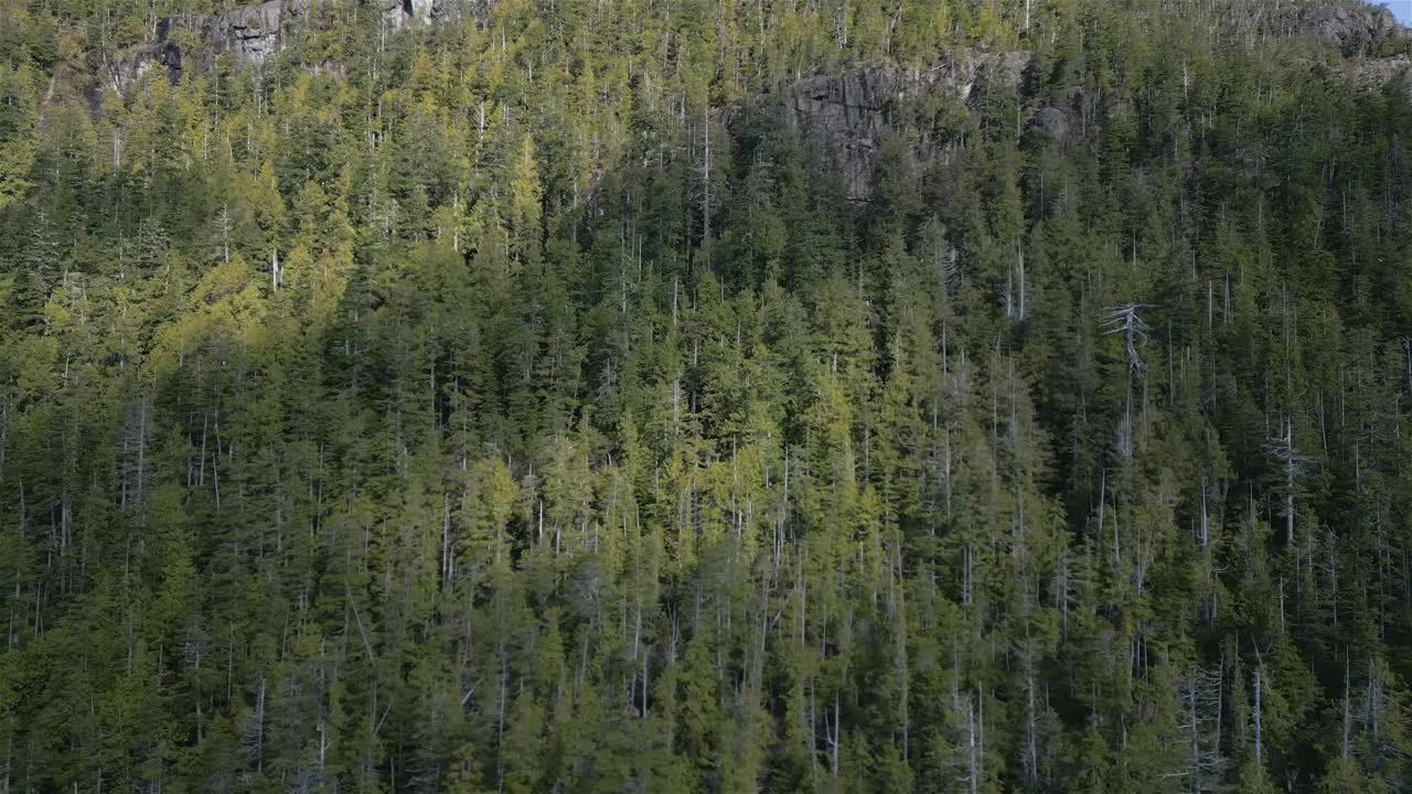鸟瞰山坡上的绿树和岩石悬崖。视频下载
