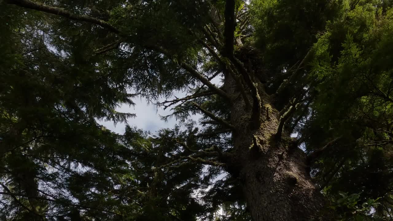 徒步小径上生机勃勃的绿树。太平洋西海岸。视频素材
