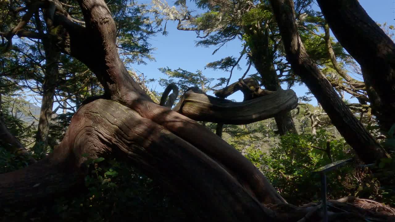 徒步小径上生机勃勃的绿树。太平洋西海岸。视频下载