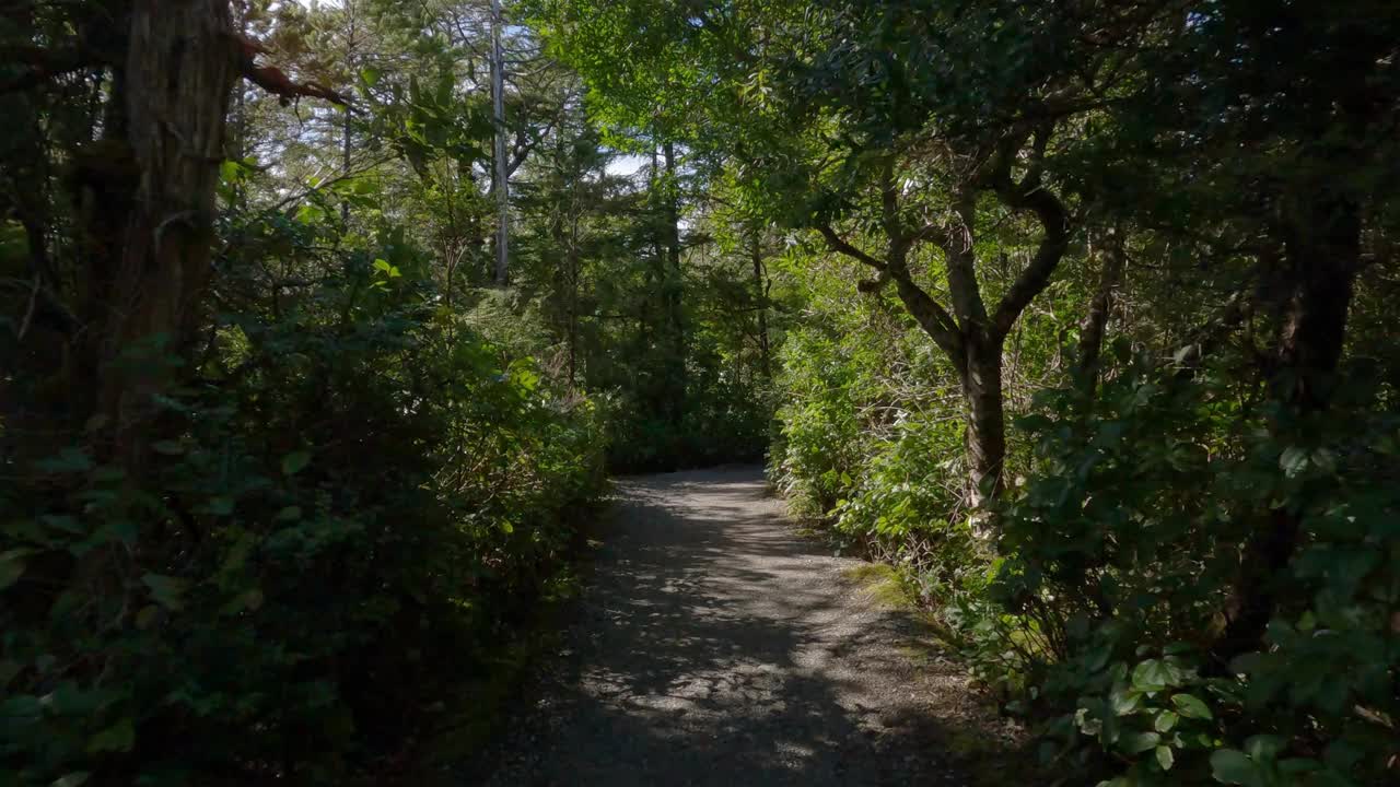 徒步小径上生机勃勃的绿树。太平洋西海岸。视频下载