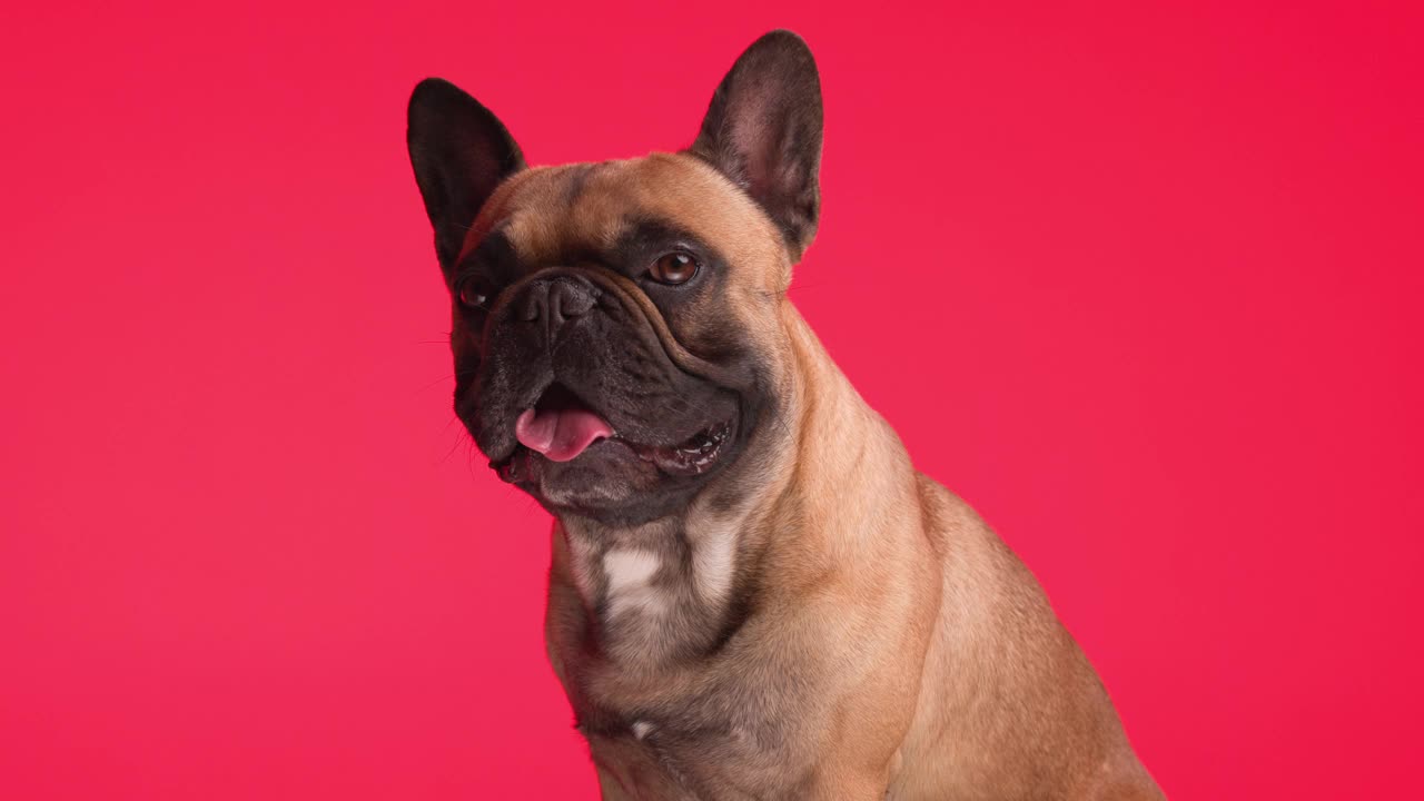 项目视频懒惰的小法国斗牛犬小狗伸出舌头和喘气，抬头和舔鼻子前的红色背景视频下载