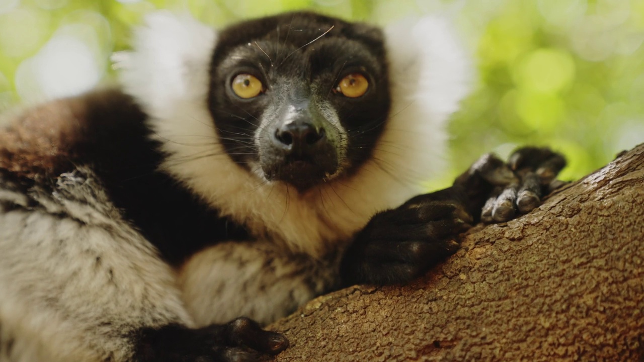 懒累的狐猴在树上。生活在马达加斯加的美丽野生狐猴特写。正在休息的非洲动物。黑色和白色皱褶狐猴的眼睛。视频下载
