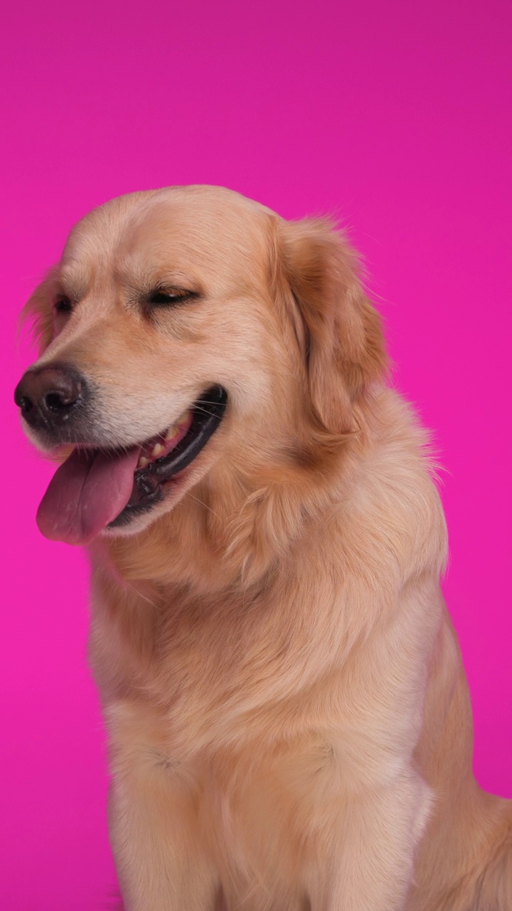 懒散的拉布拉多猎犬小狗伸出舌头喘气，同时把目光移开，对着粉红色的背景感到无聊视频下载