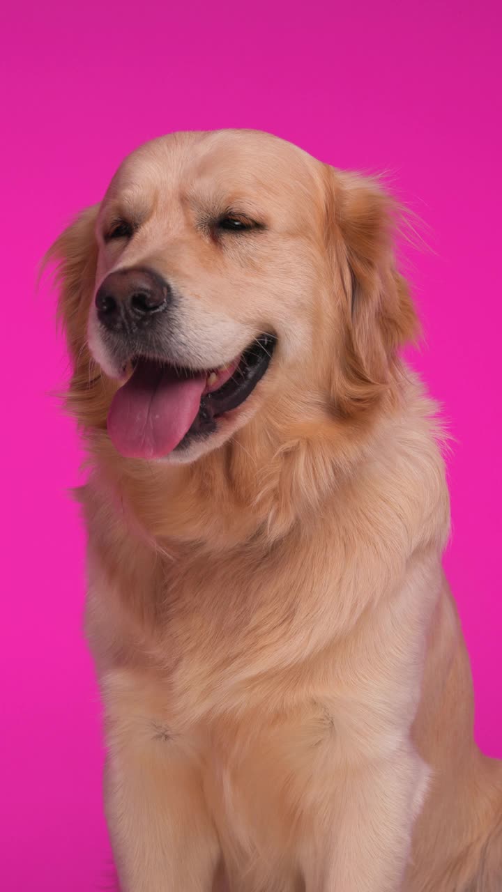 无聊的金毛猎犬喘着气，舌头伸在外面，仰望前方，坐在粉红色的背景上视频下载