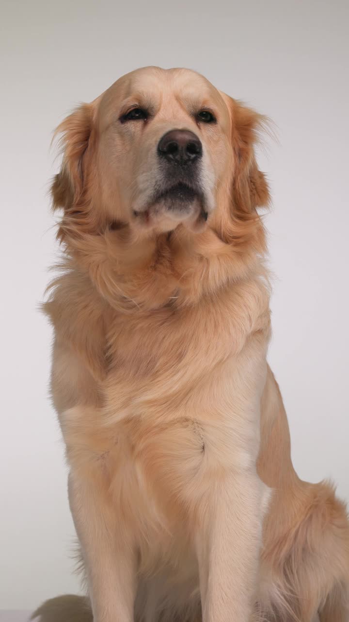 在工作室里，一只无聊的拉布拉多猎犬坐在灰色的背景前，伸着舌头喘气视频下载