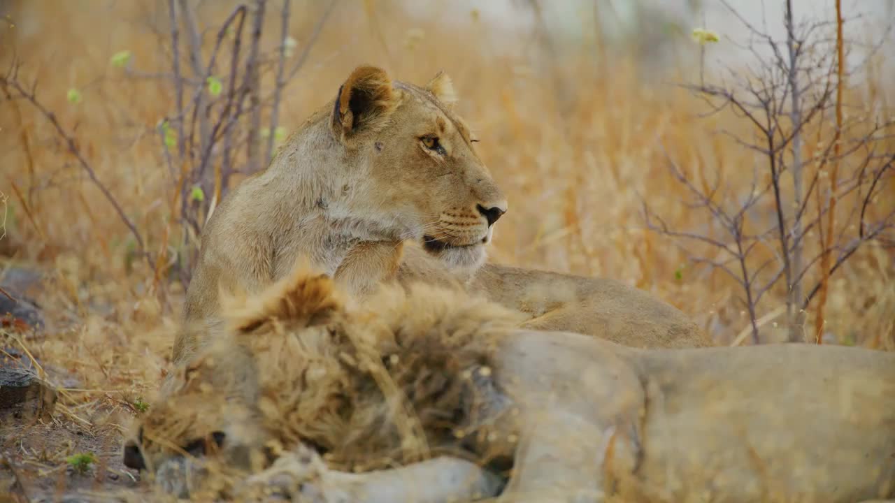 一对美丽的狮子(美洲豹)在南非萨瓦纳一起睡觉视频下载