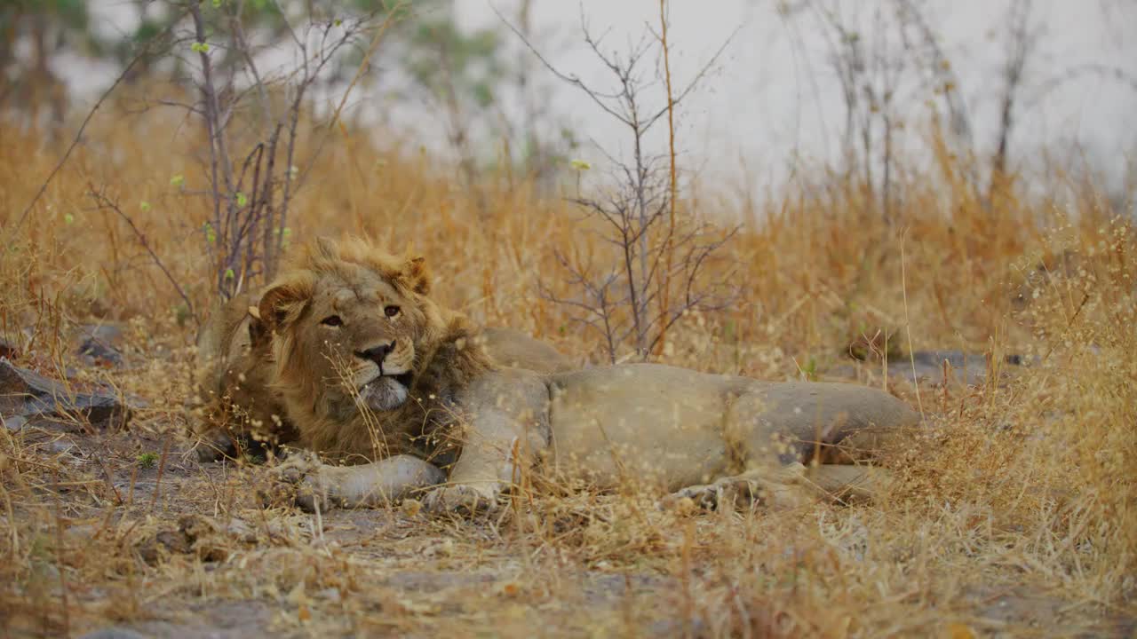 一对美丽的狮子(美洲豹)在南非萨瓦纳一起睡觉视频下载