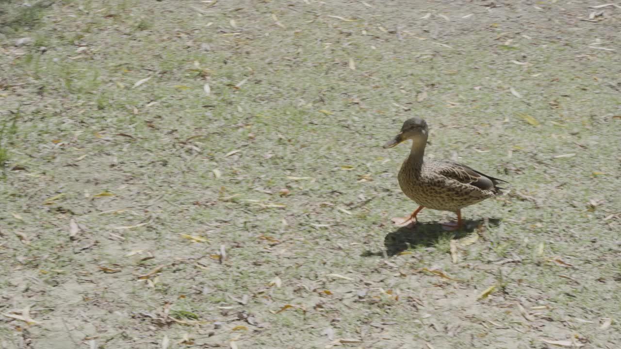 大雁栖息在北京森林公园视频下载