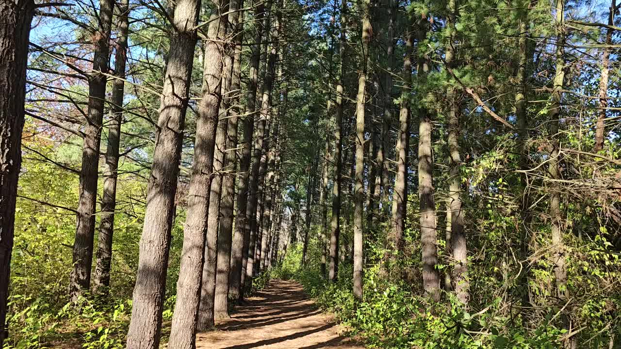 漫步在自然公园的林荫道上视频素材
