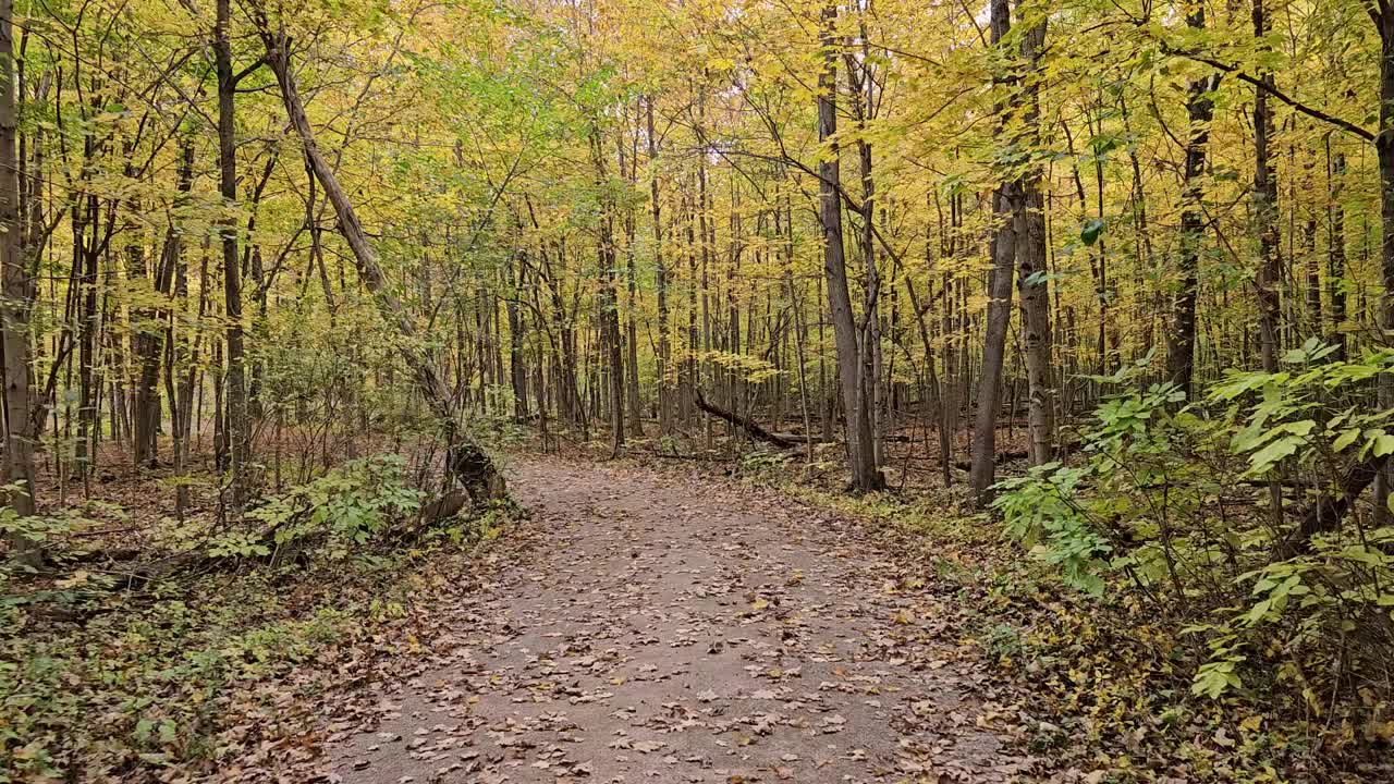 秋林走在森林里，土路和落叶视频素材