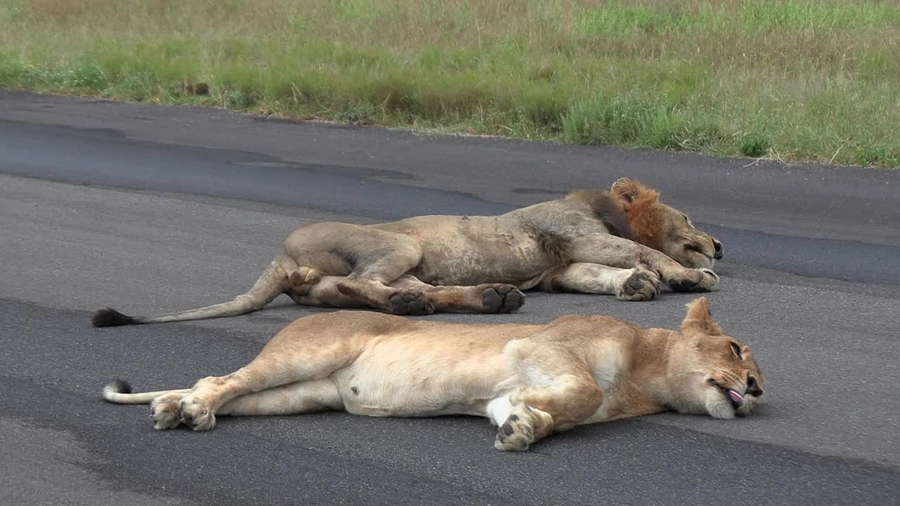两只狮子在柏油路上休息。视频下载