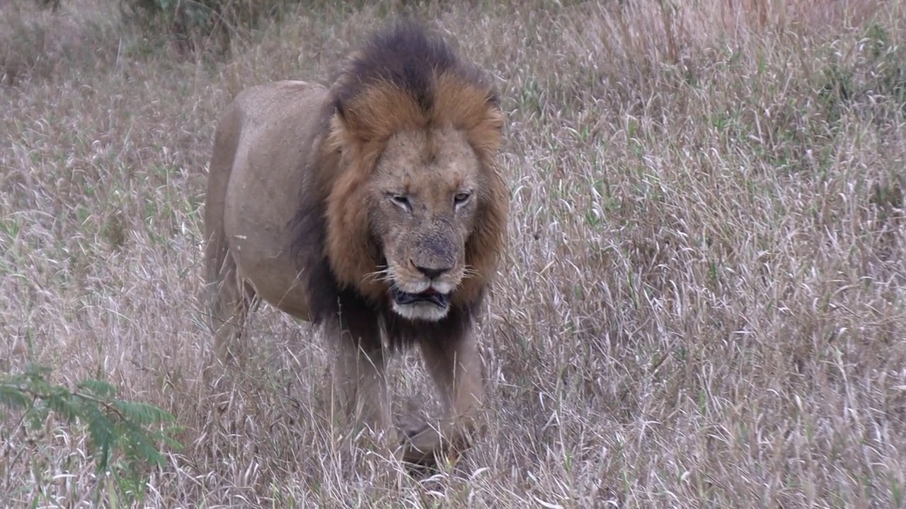 雄狮慢慢地走过高高的干草丛。视频下载