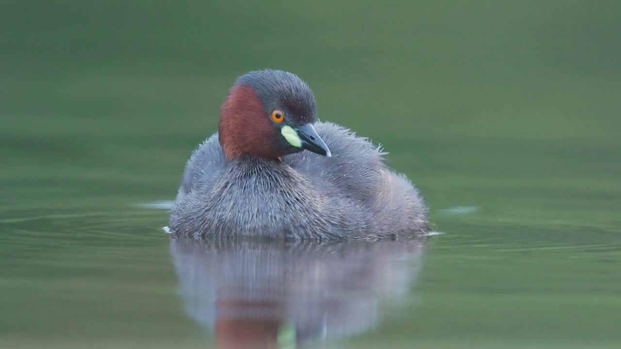 雄性小䴙䴘近景游泳在繁殖羽毛，活跃在水上的毛茸茸的鸟dabchick视频素材