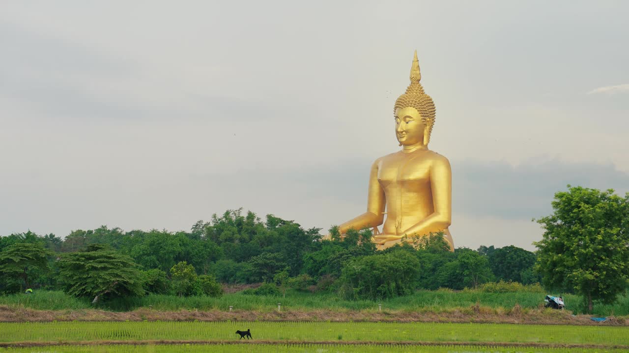 佛祖Maha Nawaminthra释迦牟尼Sriwiset Chaichan或Luang Pho Yai是世界上最大的佛像。泰国安通省芒府的大佛雕像视频下载
