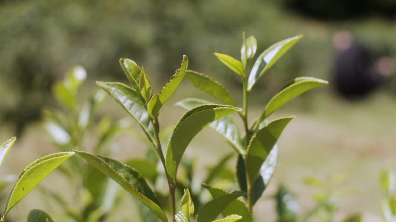 灌木上的新鲜绿茶叶子特写。乔治亚州种植园里美丽的茶树。天然有机产品视频下载