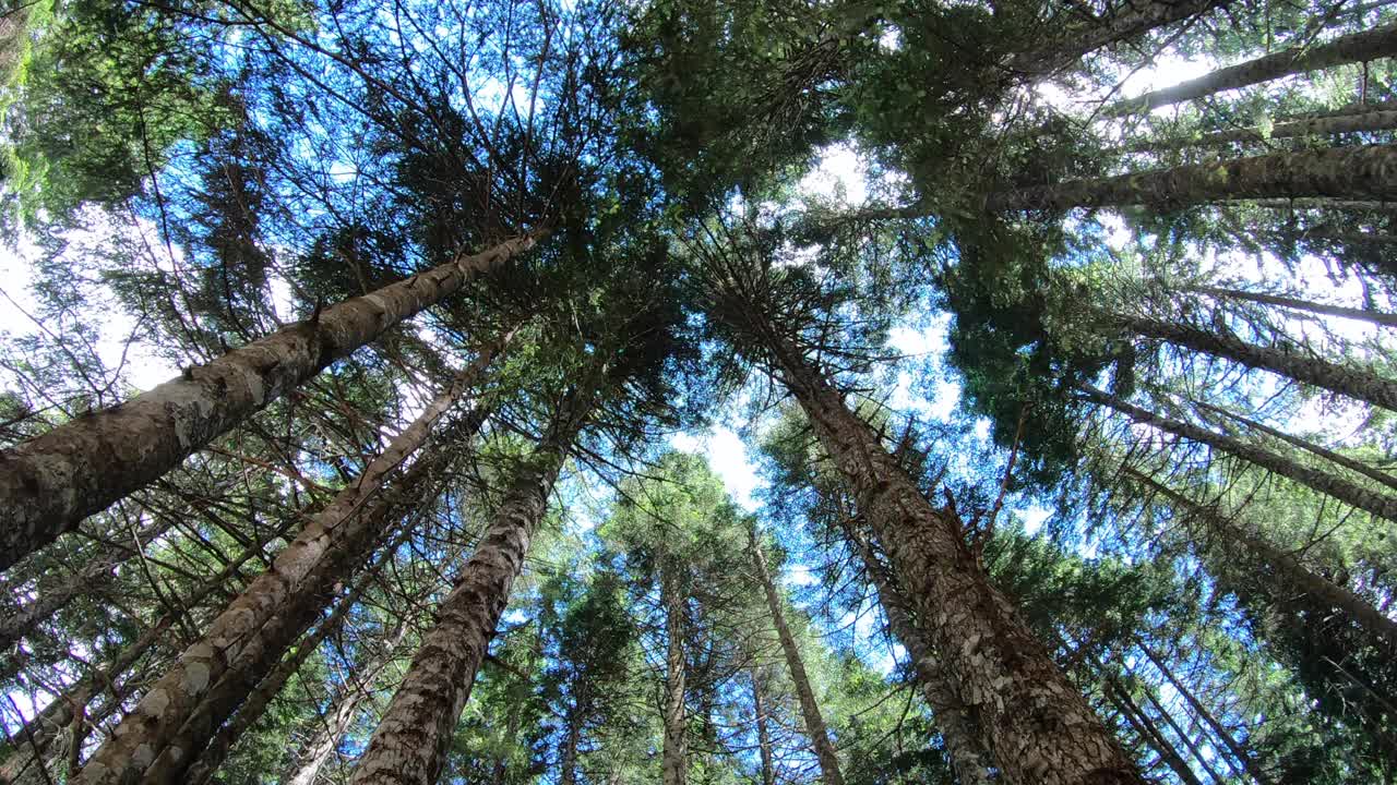 黑山半岛的杜米特国家公园里的森林视频下载
