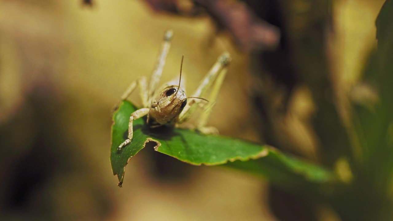 一只蝗虫在树叶上进行清洁视频下载