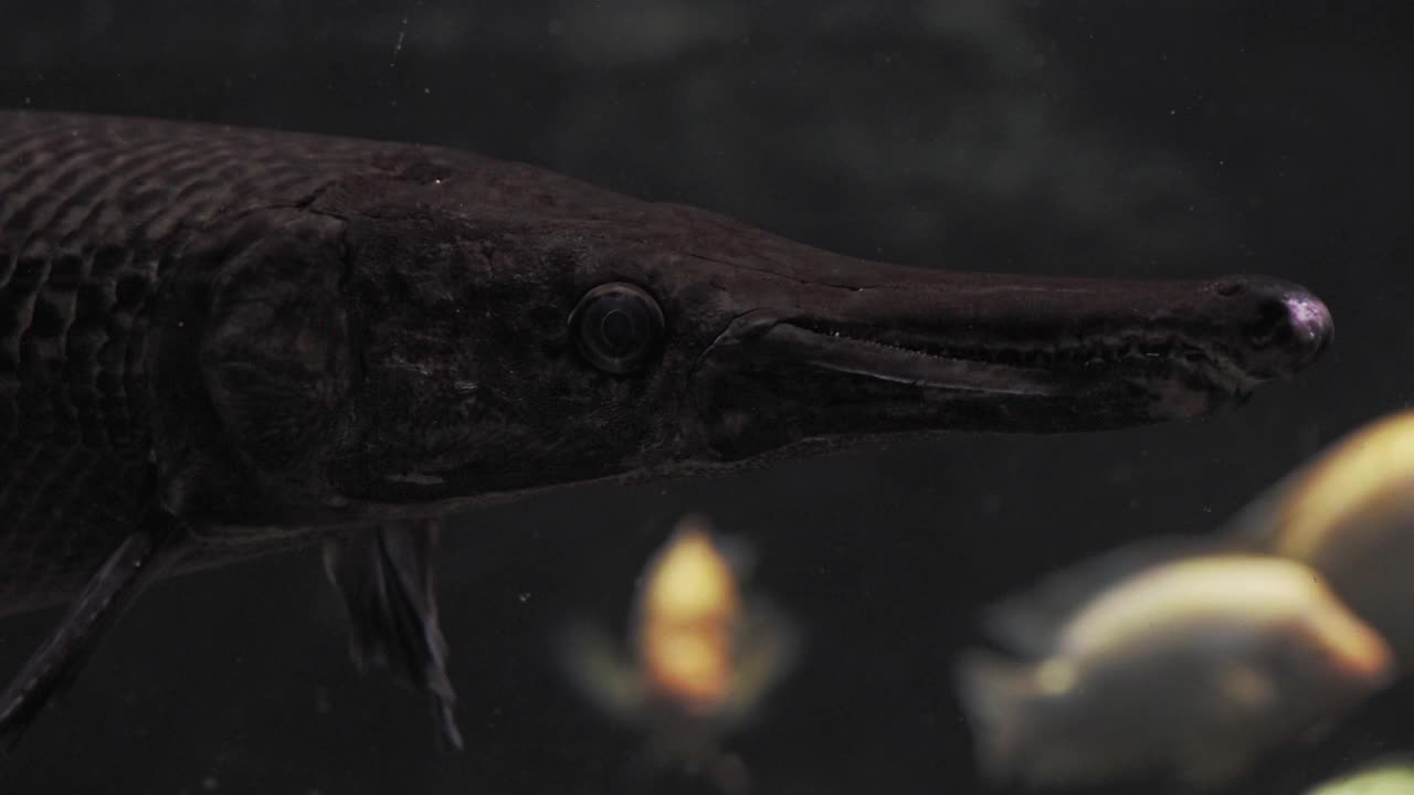 短吻鳄黄，在黑暗的水里的Atractosteus铲视频下载
