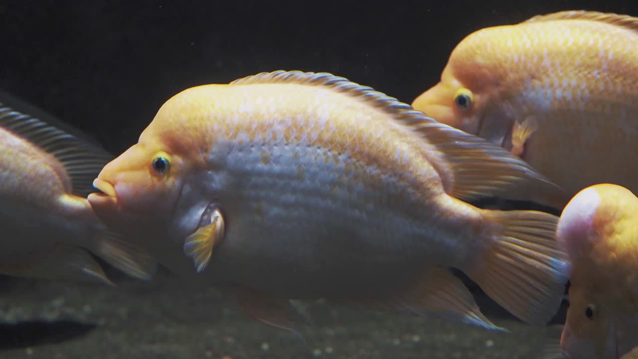米达斯慈鲷，异国水族馆里的热带鱼。黄颡鱼观。视频下载