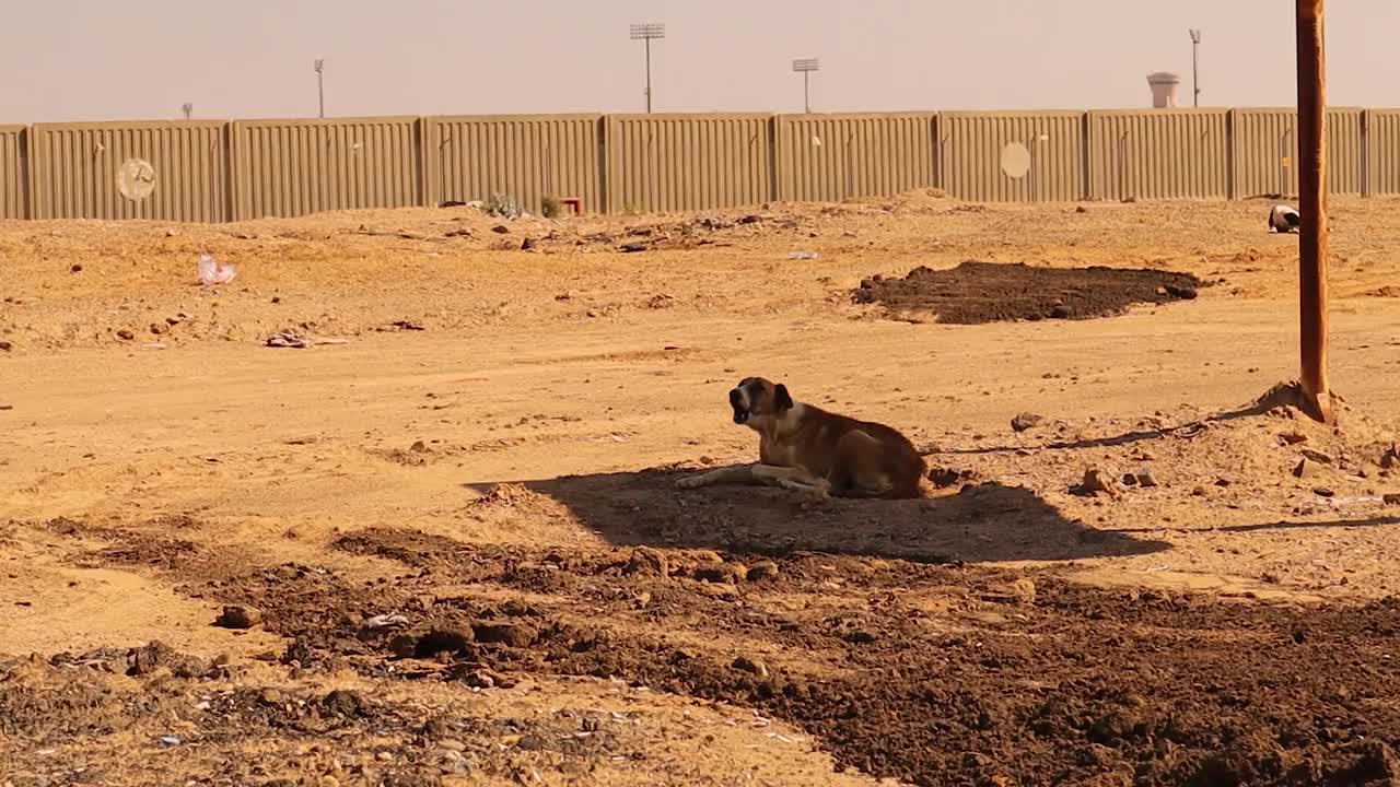 当我进入一只流浪狗的地盘时，它会朝我吠叫，同时它又觉得很热，所以它就坐在阴凉处。我们在鲁卜哈利沙漠视频下载