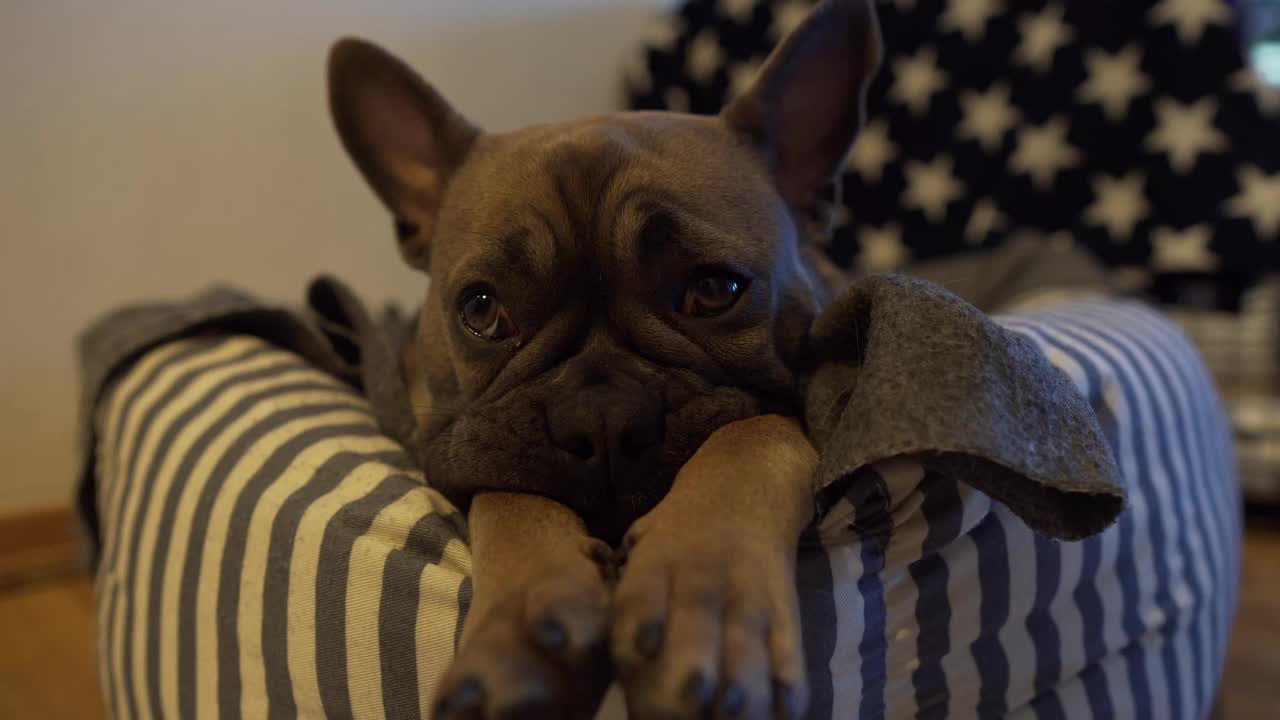 静态特写镜头悲伤疲倦的狗在床上在家里试图睡觉。视频下载