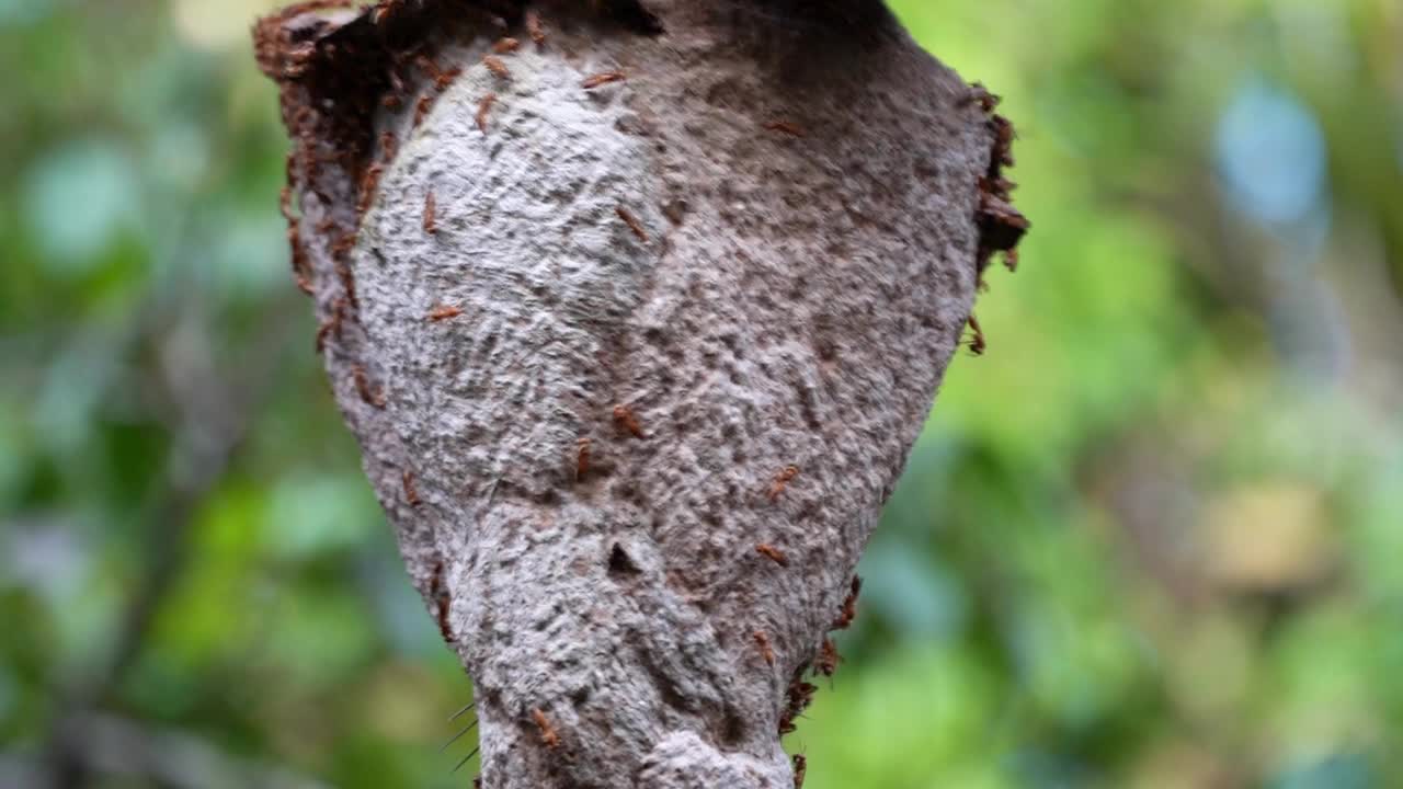 在厄瓜多尔亚马孙河地区的热带雨林中，野生胡蜂的巢建在沿着Cuyabeno河的树干上。视频下载