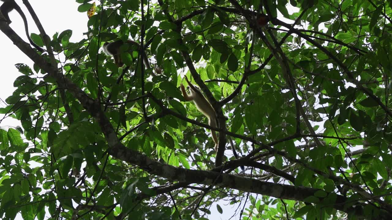 在厄瓜多尔亚马逊地区的Cuyabeno野生动物保护区，可爱的小松鼠猴穿过热带雨林的树冠。视频下载