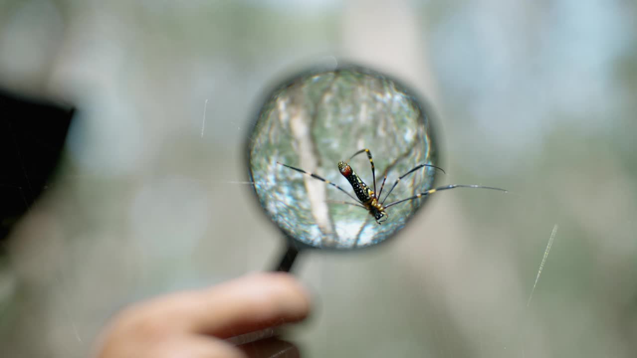 生物学家正在使用放大镜观察野外的蜘蛛，以了解更多关于这种生物的信息。视频下载
