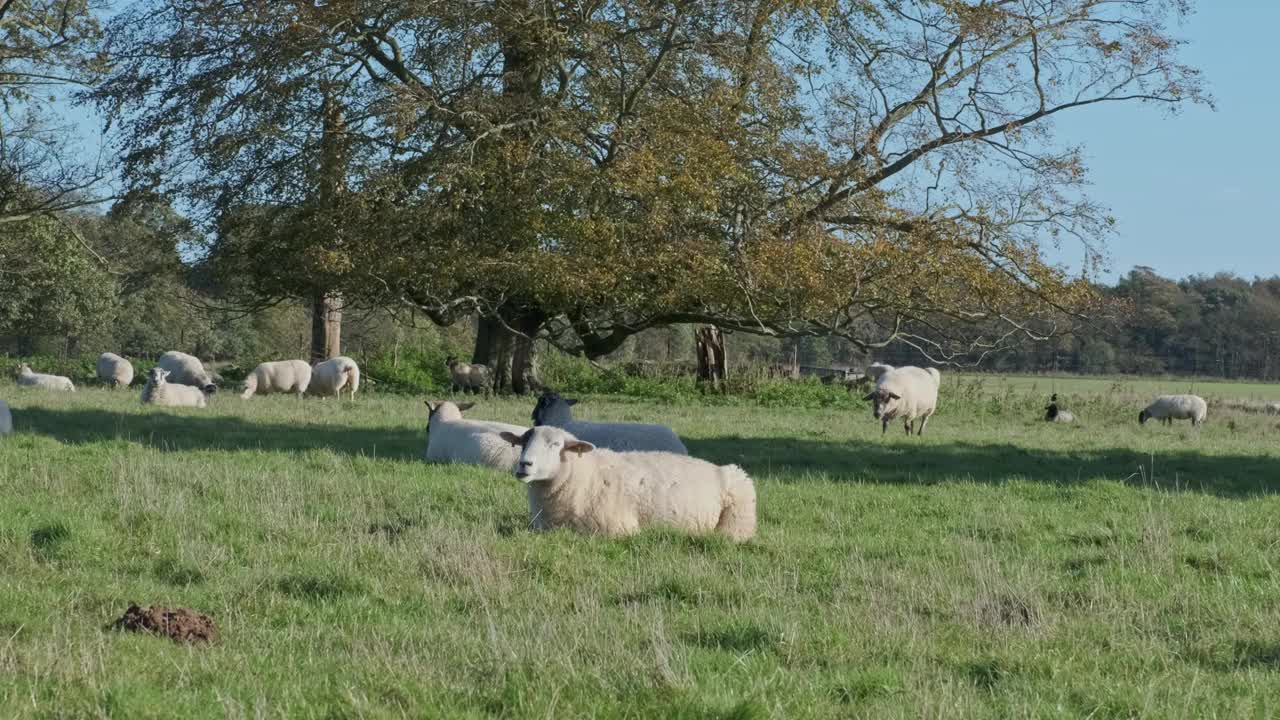 秋高气爽的一天，羊群在草地上吃草视频素材