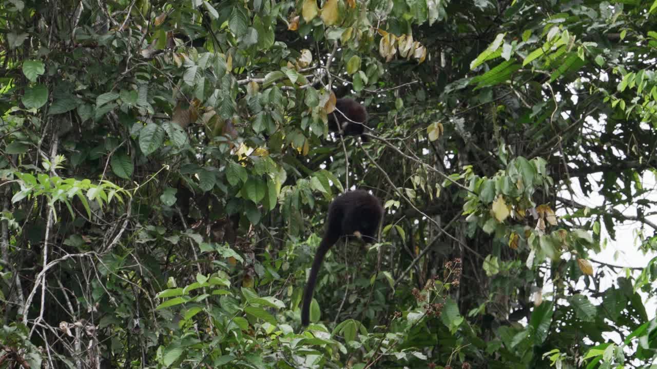 路西法·提蒂或黄手提蒂猴，Callicebus Lucifer，在厄瓜多尔Cuyabeno野生动物保护区的亚马逊雨林地区的一棵热带树上攀爬。视频下载