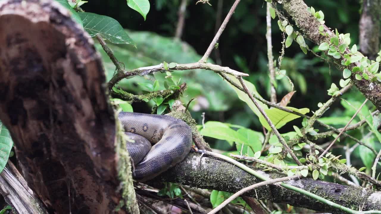 绿蟒蛇，又称巨蟒或普通蟒蛇，是南美洲发现的最重的蛇种，它是一种无毒的蟒蛇视频下载