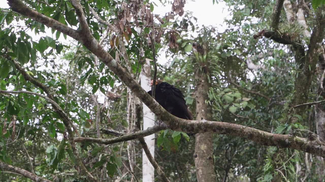 黄头秃鹫，Cathartes melambrotus，也叫森林秃鹫，栖息在厄瓜多尔亚马逊流域库亚贝诺河茂密雨林的一棵树上。视频下载