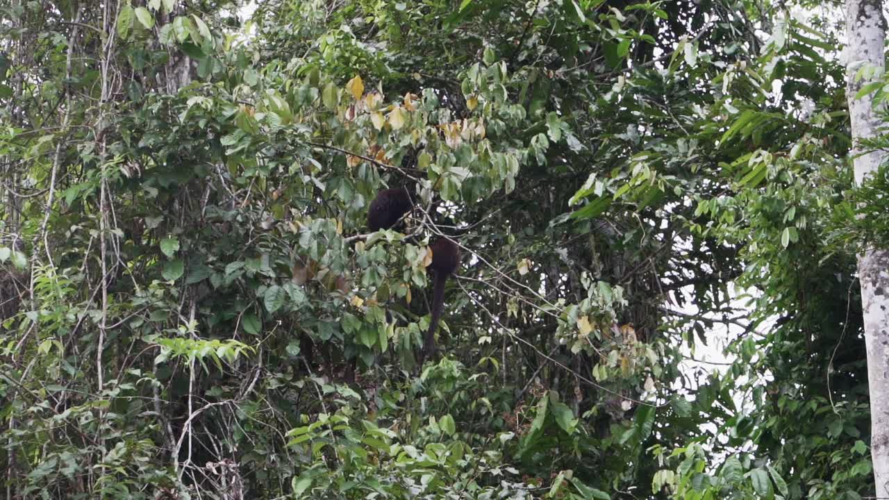 路西法·提蒂或黄手提蒂猴，Callicebus Lucifer，在厄瓜多尔Cuyabeno野生动物保护区的亚马逊雨林地区的一棵热带树上攀爬。视频下载
