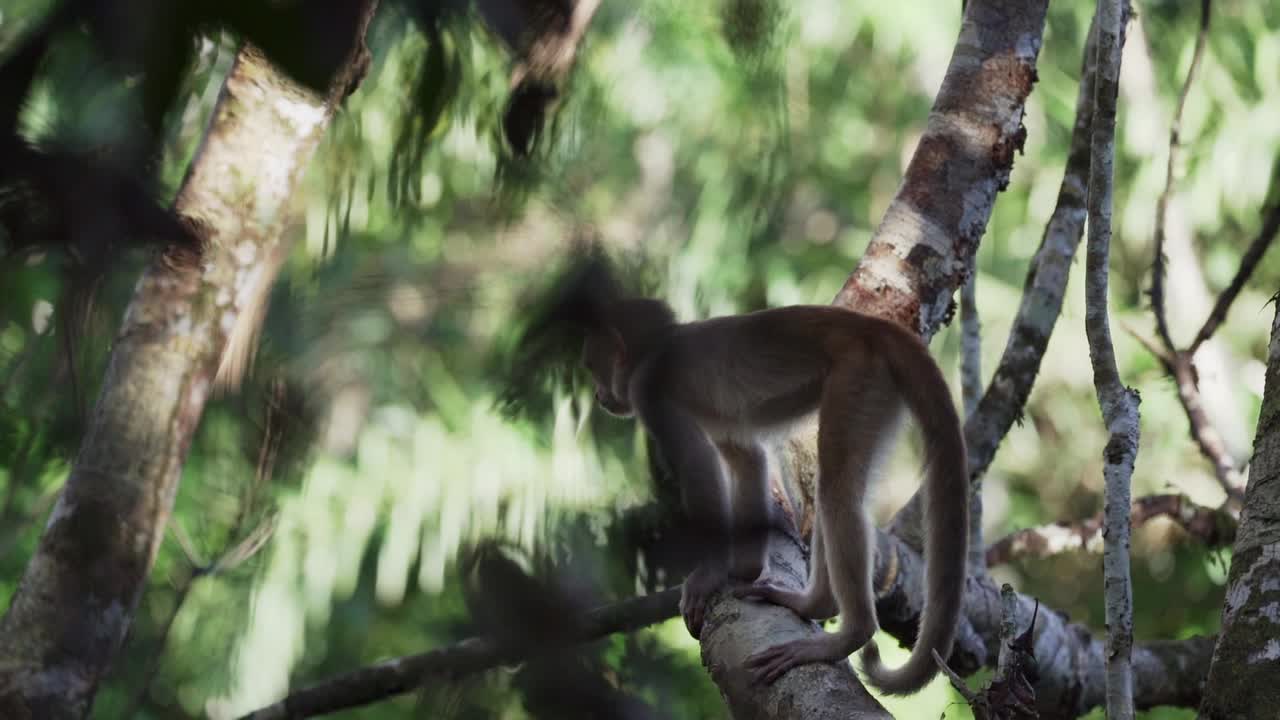厄瓜多尔白额卷尾猴，Cebus aequatorialis，爬过热带雨林的树木，在厄瓜多尔Cuyabeno的亚马逊盆地地区觅食。视频下载
