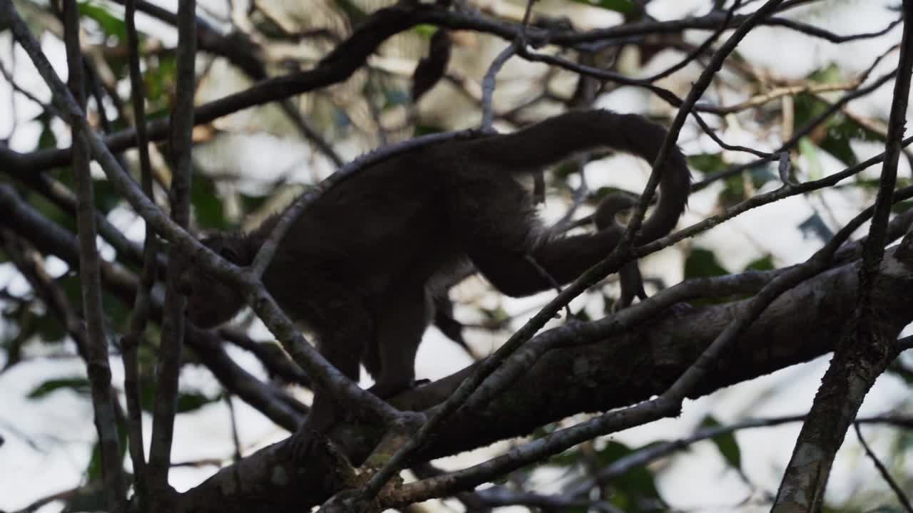 厄瓜多尔白额卷尾猴，Cebus aequatorialis，爬过热带雨林的树木，在厄瓜多尔Cuyabeno的亚马逊盆地地区觅食。视频下载
