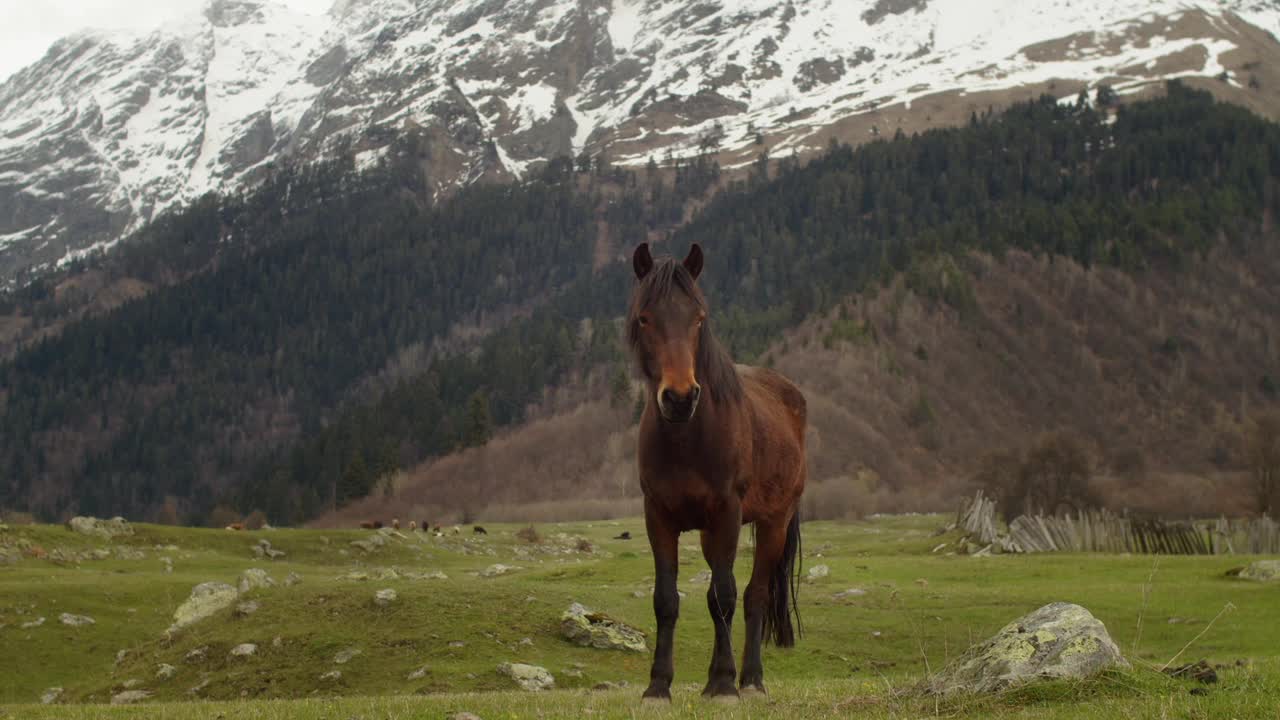 漂亮的马在高山草地上吃草。在山景的背景下，惊人的平静的野生动物视频下载