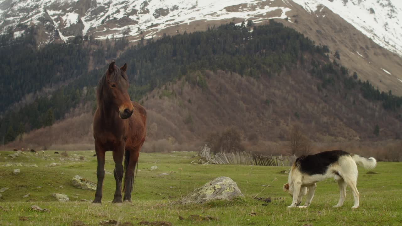 牧羊犬和马在高山草地上散步。在山景的背景下，惊人的平静的动物。狗牧马视频下载