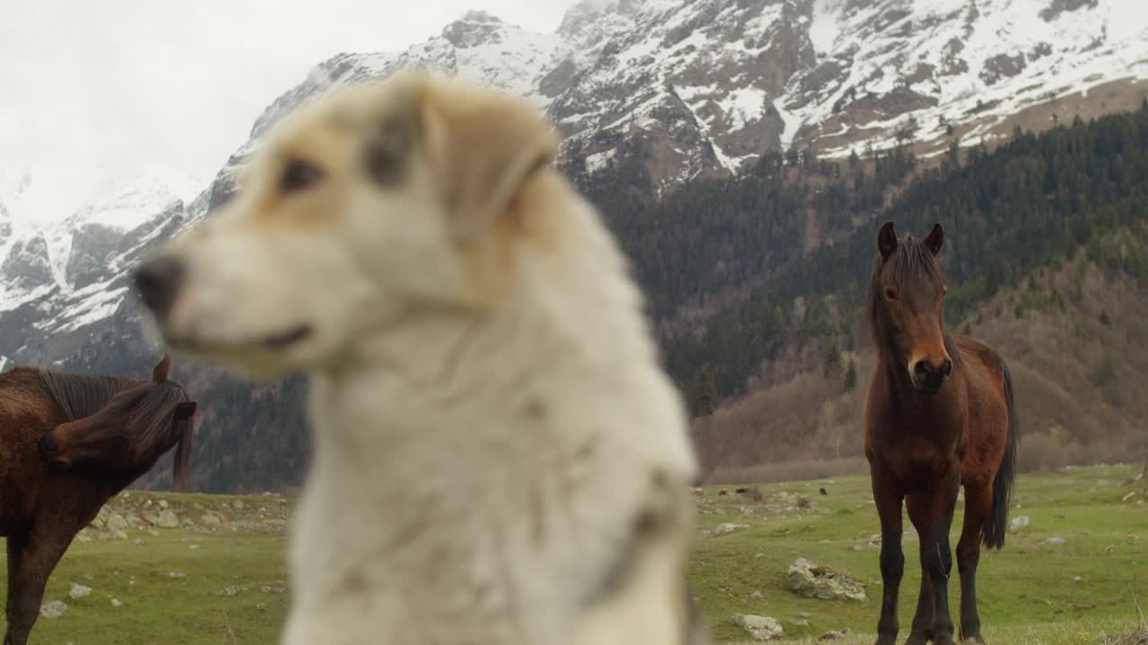 一只牧羊犬在高山草地上的肖像。在山景的背景下，一只惊人的平静的狗。狗牧马视频下载