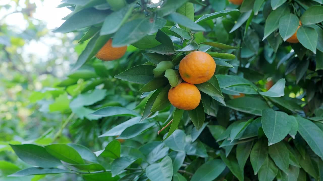 一位女农民正在树上采摘成熟的橘子。阳光透过桂树的叶子照进来。缓慢的运动。农业产业。视频下载