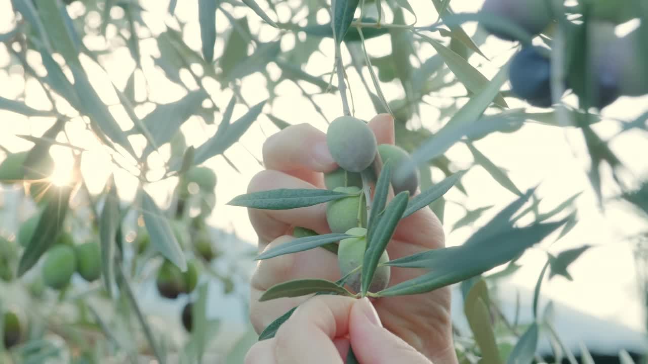 一位女农民正在从树上收获橄榄果实。阳光穿过橄榄树的叶子，创造了一个灿烂的场景。缓慢的运动。食品行业。视频下载
