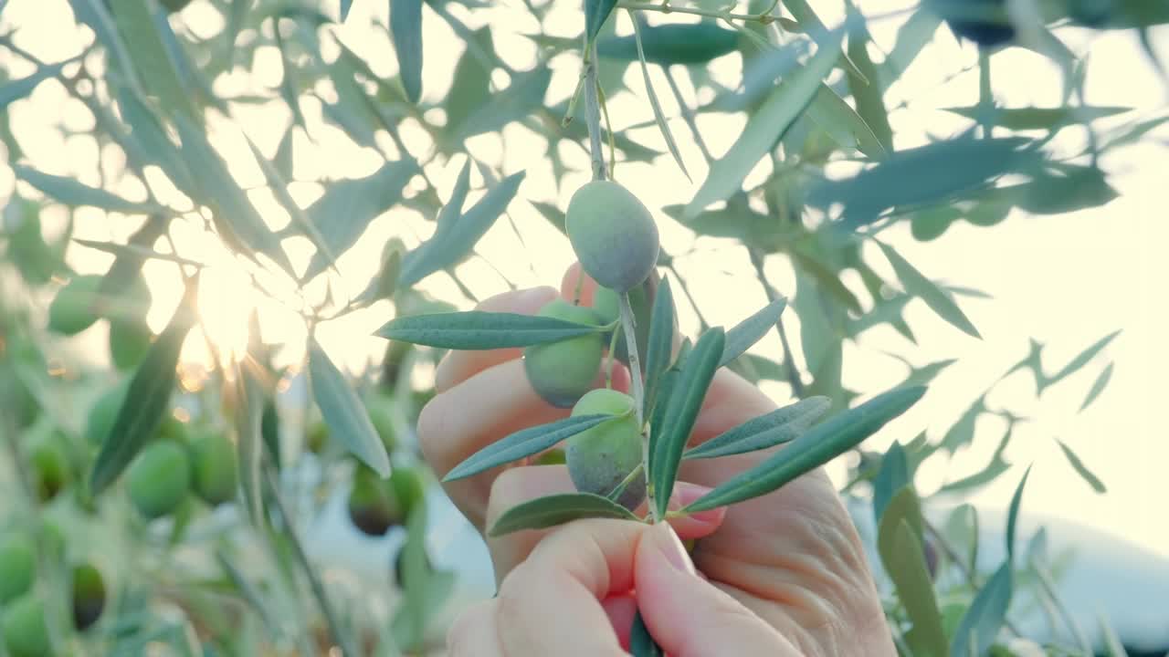 一位女农民正在从树上收获橄榄果实。阳光穿过橄榄树的叶子，创造了一个灿烂的场景。缓慢的运动。食品行业。视频下载