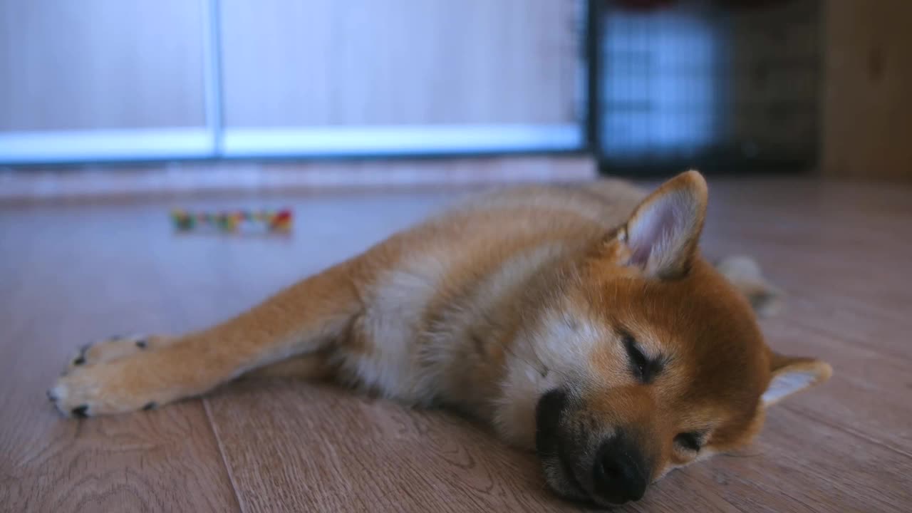 一只熟睡的小狗的肖像视频下载