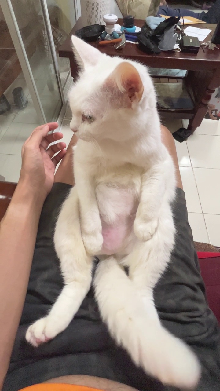 猫坐在人的腿上视频下载