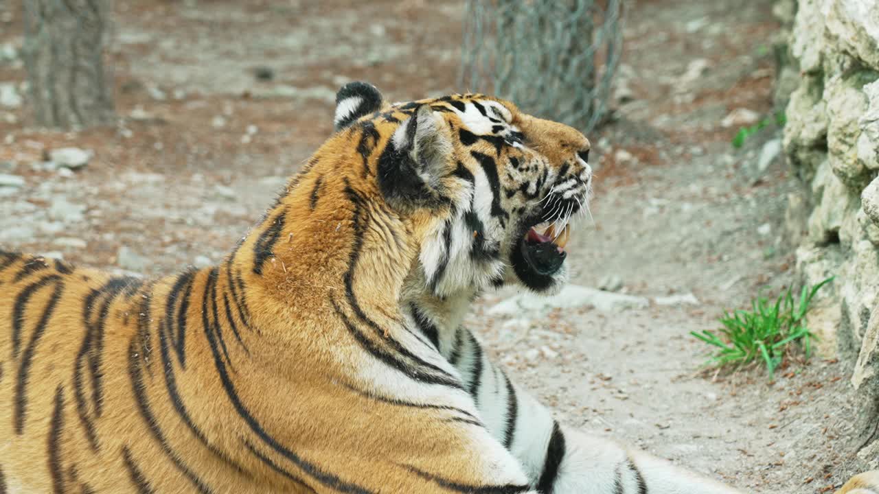大老虎躺在动物园里。视频下载
