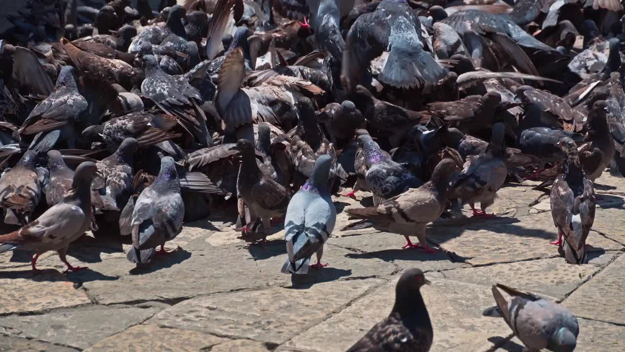 一群鸽子在城市街道上，一群鸟儿在觅食视频下载