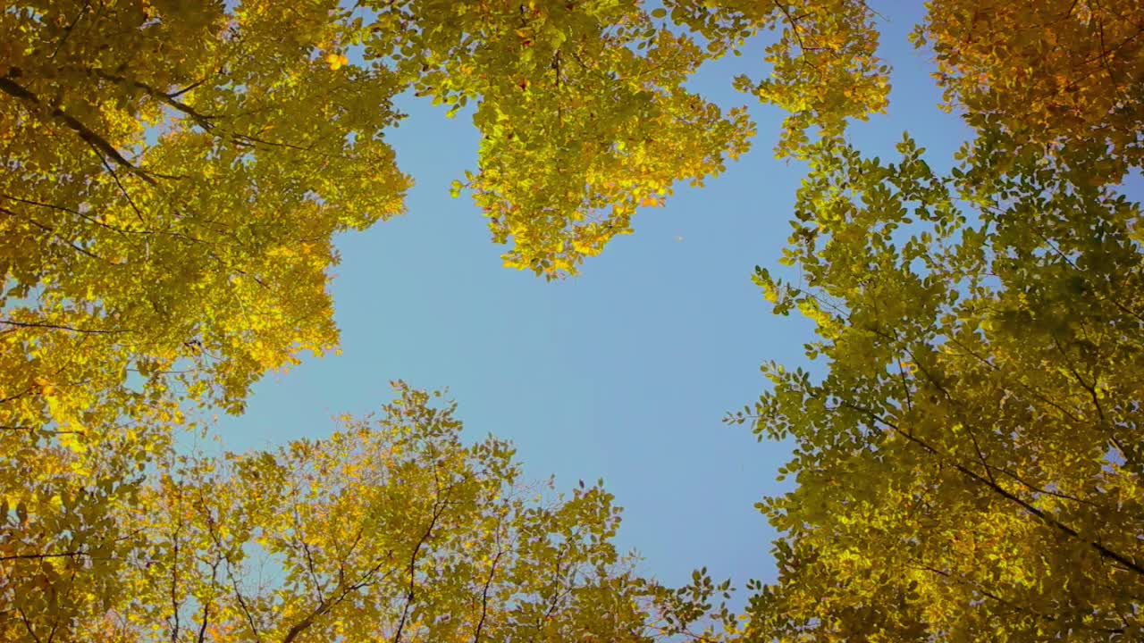 低角度看树顶，风中有五颜六色的叶子。秋天的风景视频素材