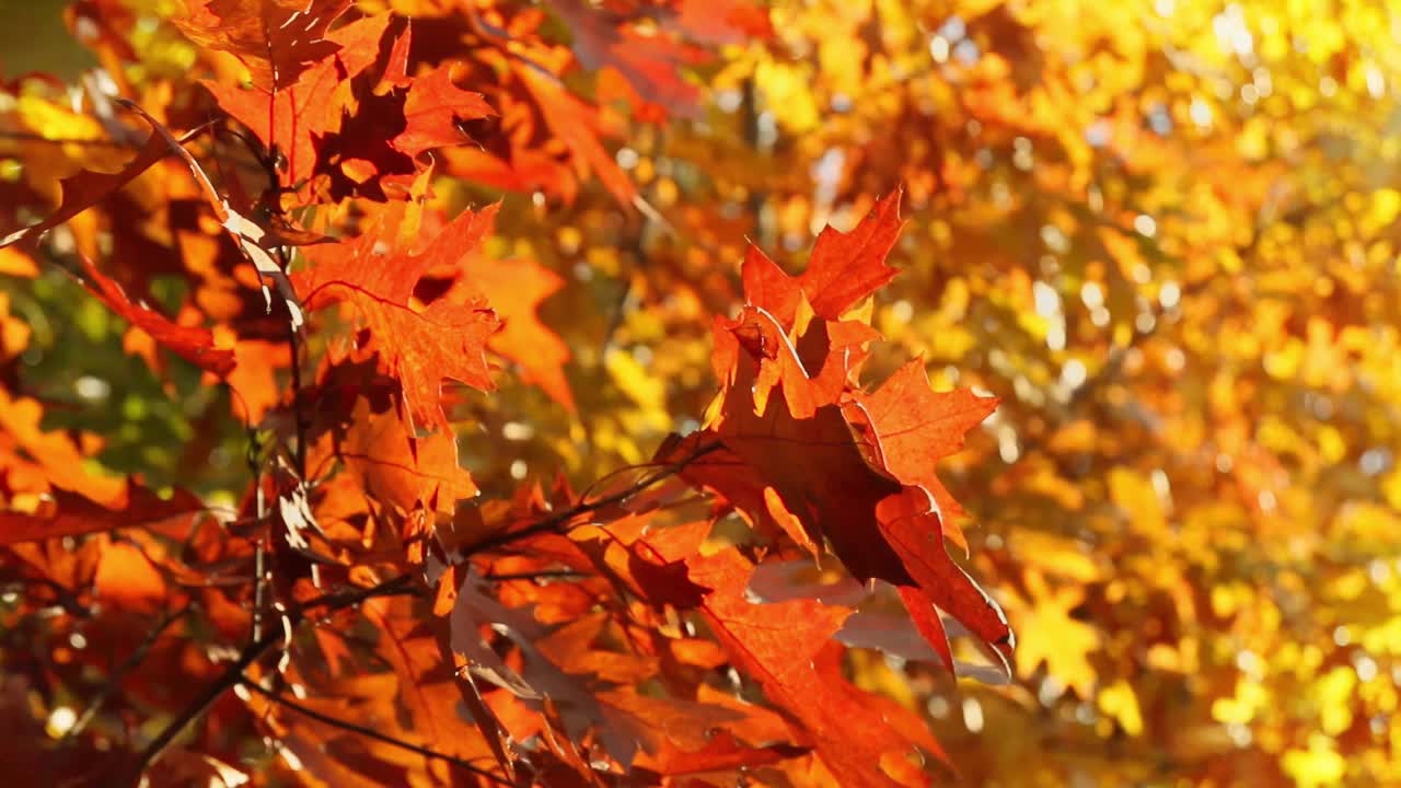树上的红叶和黄叶特写。秋景背景视频素材