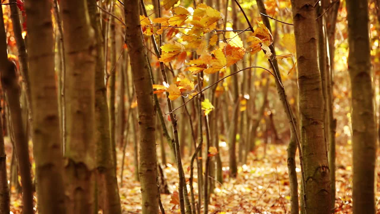 生机勃勃的树木森林，金黄色的树叶随风飘扬。秋天的风景视频下载