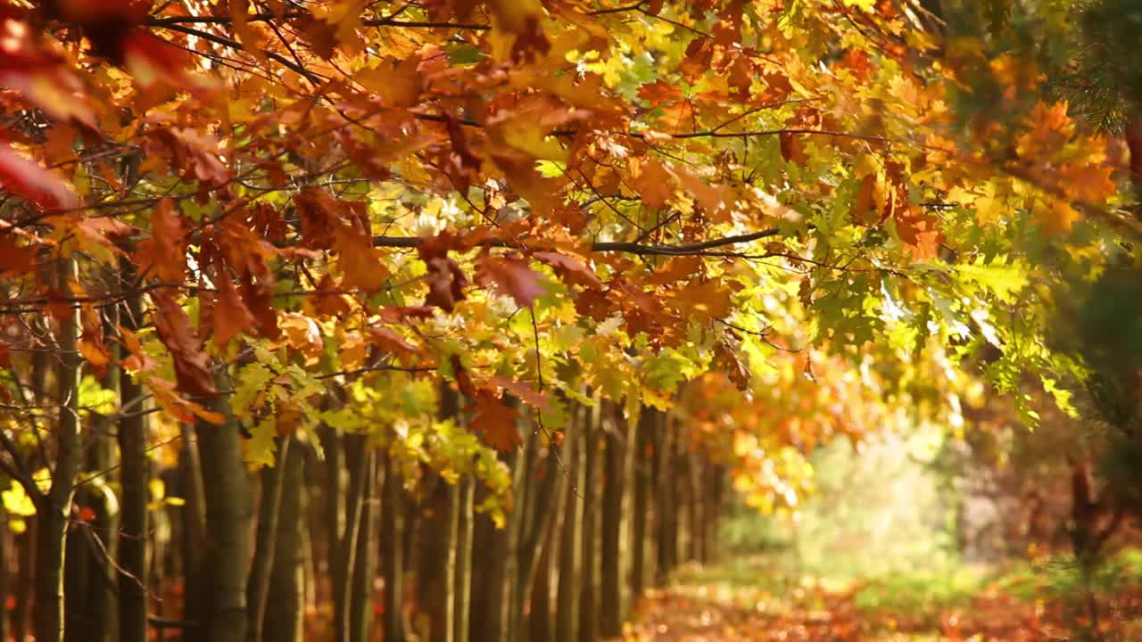 生机勃勃的树木森林，红色和金黄色的树叶随风飘扬。秋天的风景视频素材