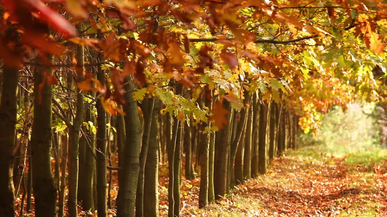生机勃勃的树木森林，红色和金色的树叶随风飘扬。秋天的风景视频素材